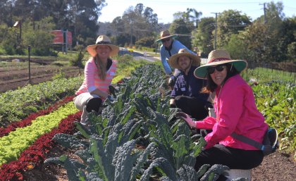 four people squat next to a row of dark green leafy plants in a vegetable garden